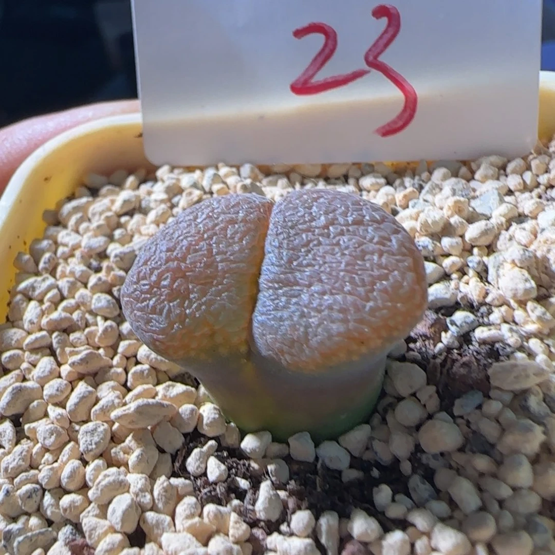 顺丰包邮一物一拍帕法德-23