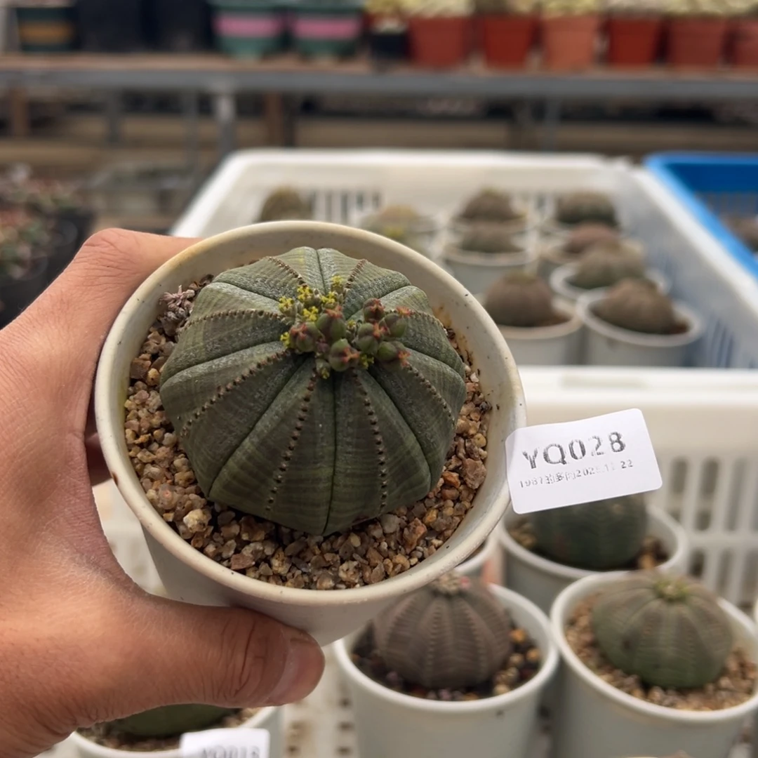 1987多肉植物YQ028