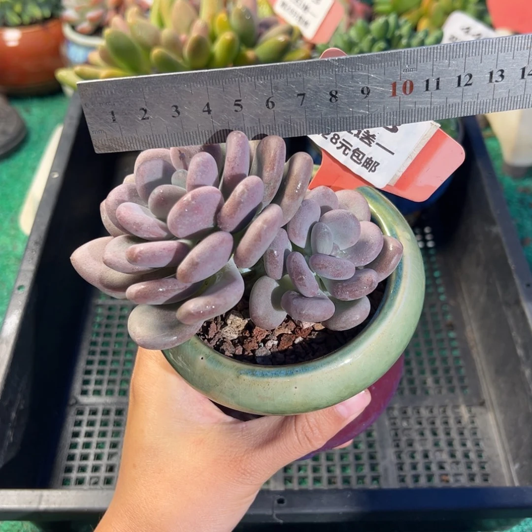 表妹精品多肉植物373.