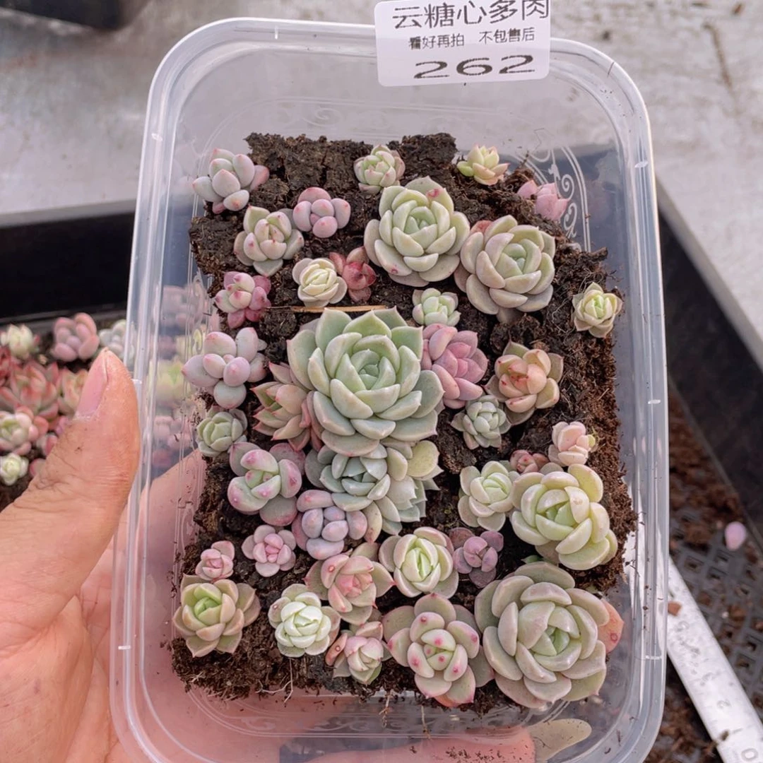 云糖心多肉植物262