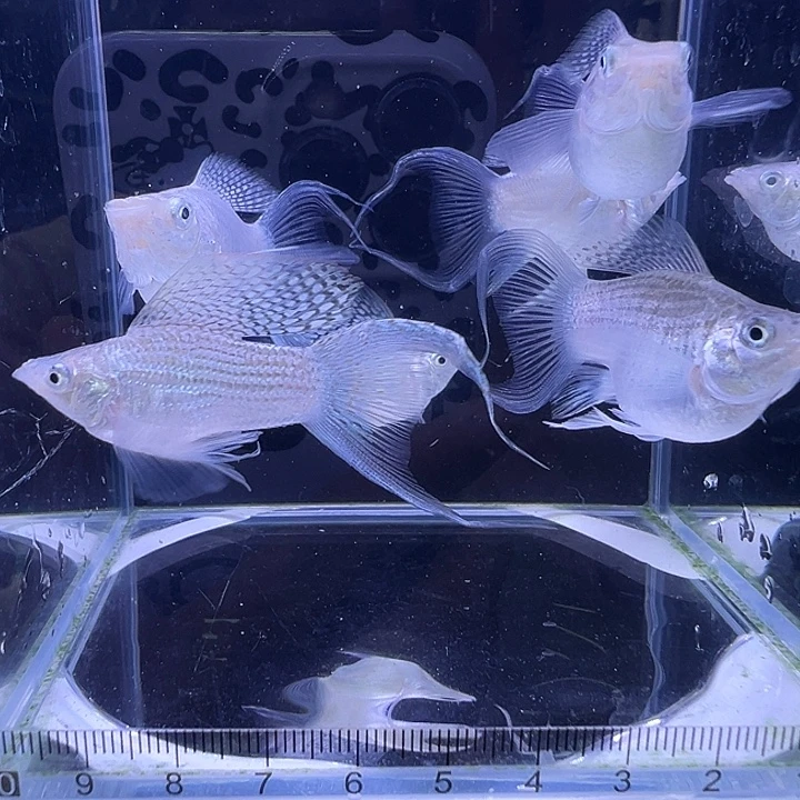 虎皮鱼白色玛丽球燕尾2条装