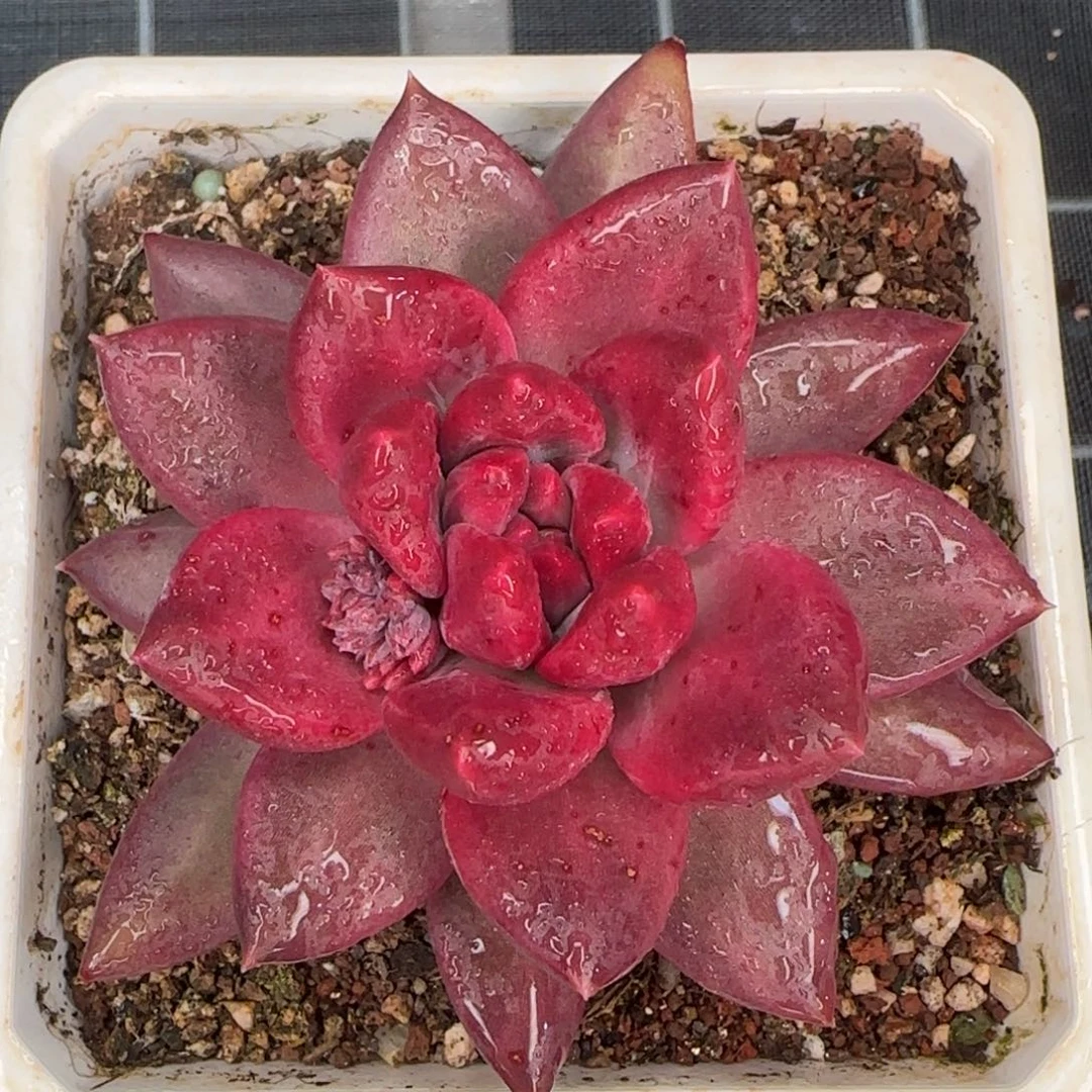 从前慢花园精选多肉迷雾泡泡