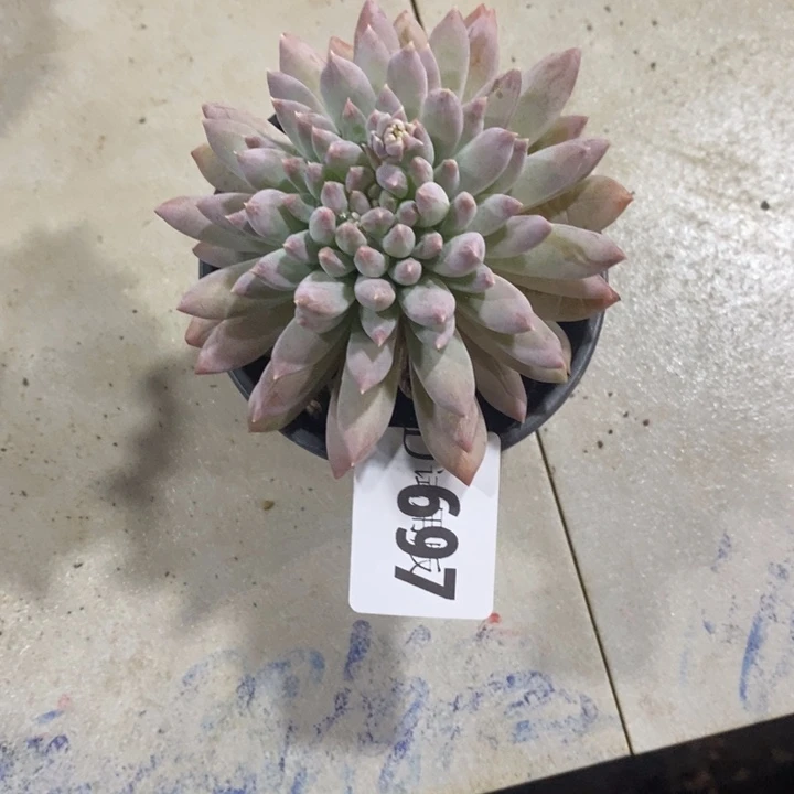 *****697粉公主多肉植物