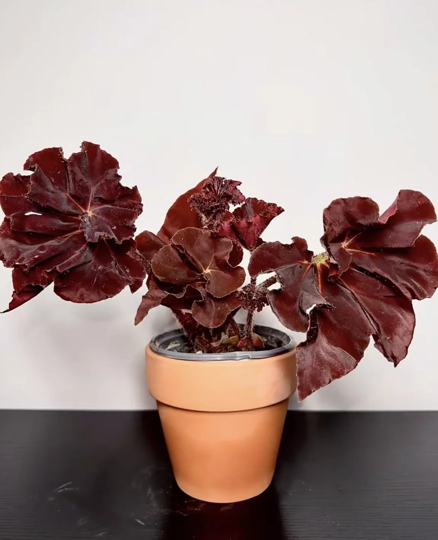 鬼灯丸秋海棠室内绿植网红花卉盆栽好养易打理
