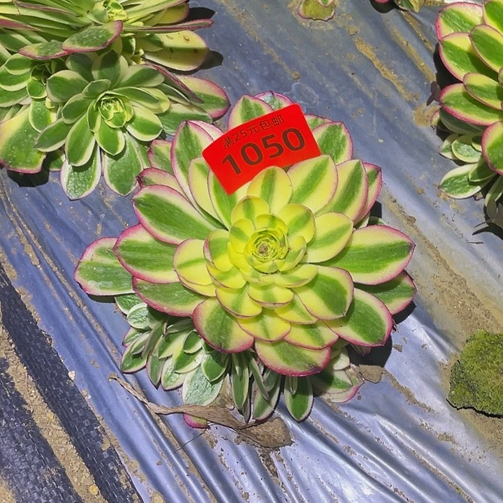 1050高粉海王多肉植物