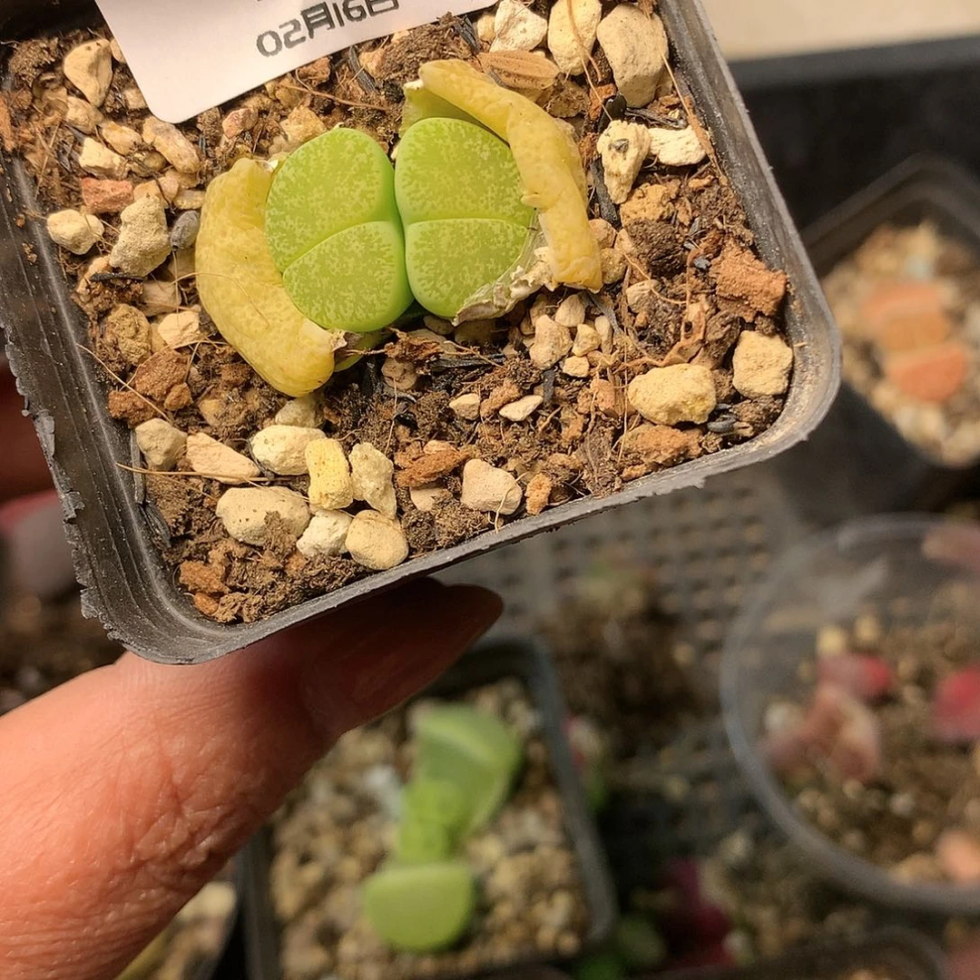 K634多肉植物保护研究所