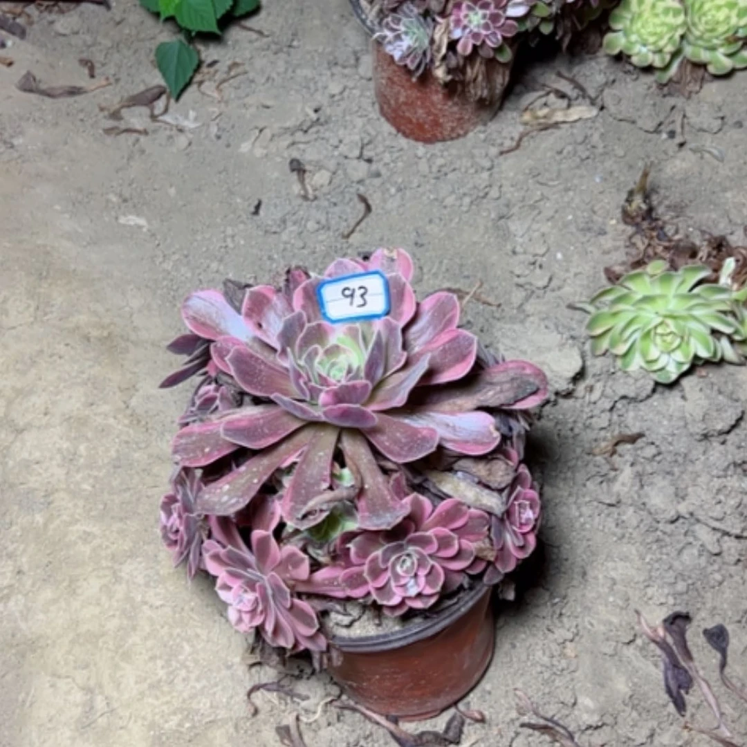 【闪购商品】梦*断枝不包93