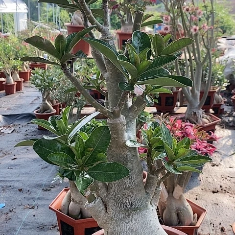 【闪购商品】无花朵土*绿植