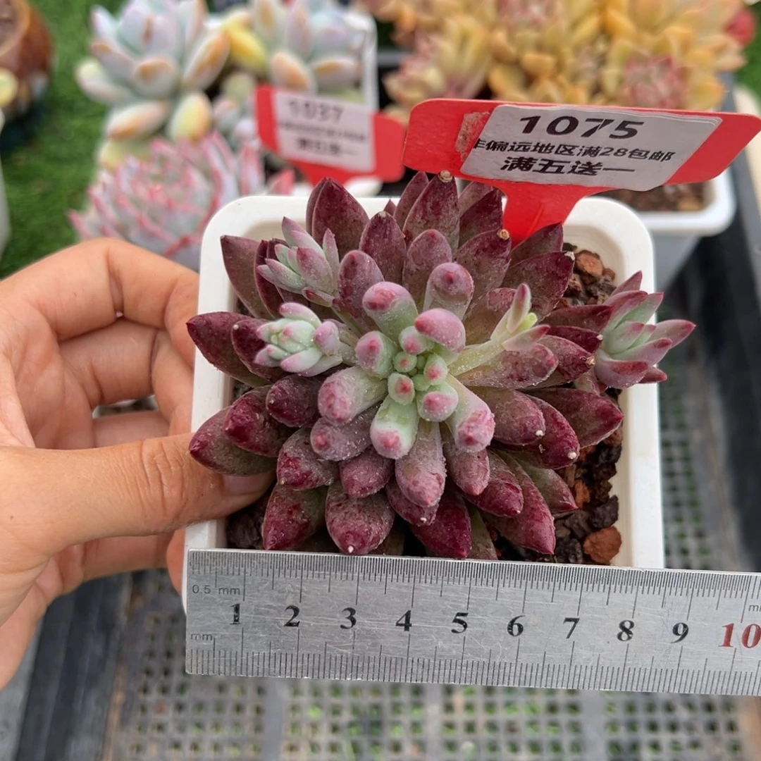 表妹精品精品多肉1075.