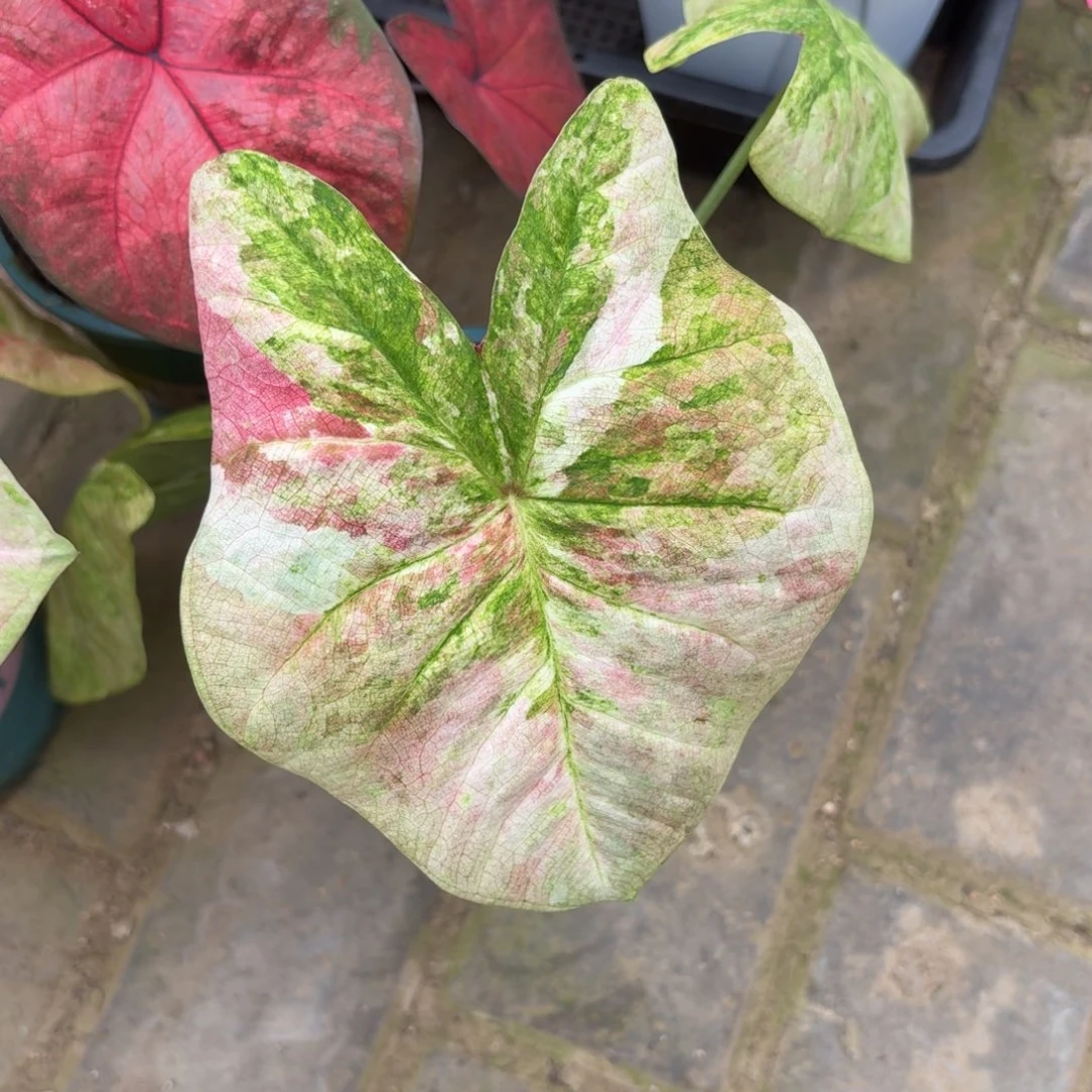 夏日油彩 80-1107