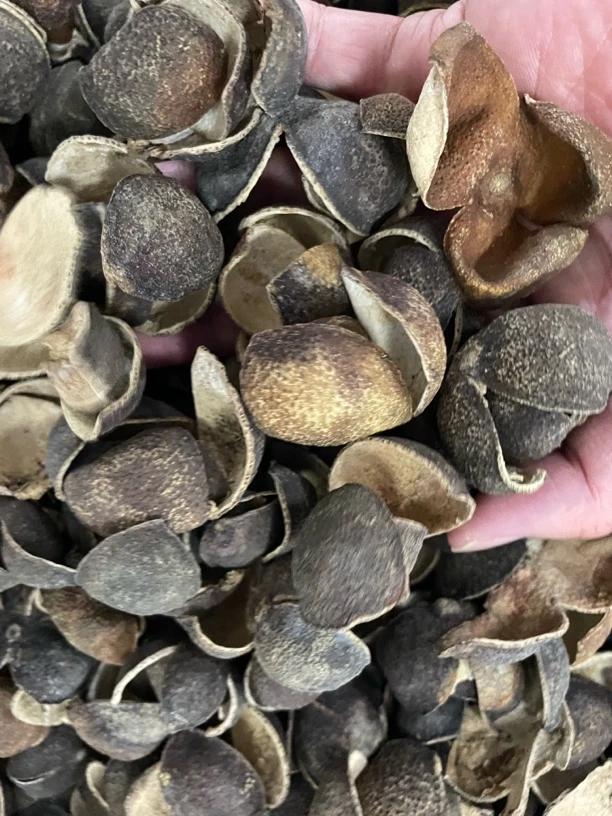 【稀缺！老皮三花青】2015年新会梅江圈枝三花青皮