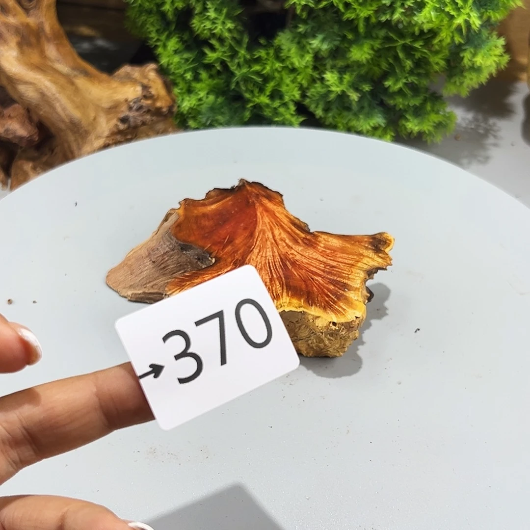 香榧木欣**叙火琉璃……