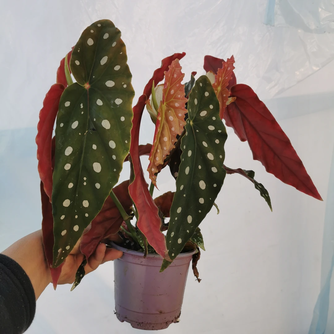 秋海棠网红绿植盆栽室内观赏植物