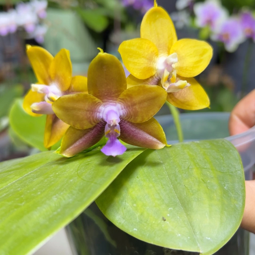 大部分开放少量花苞22065