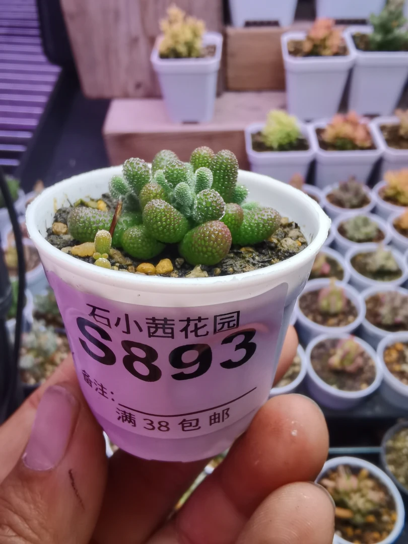 飘飘专拍折后多肉植物枝干番杏翡翠