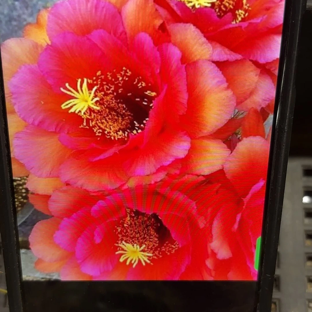 Vr11毛侧牙20包邮仙人球28