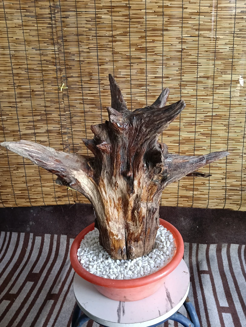 摆件 （直播间 一物一拍）一号