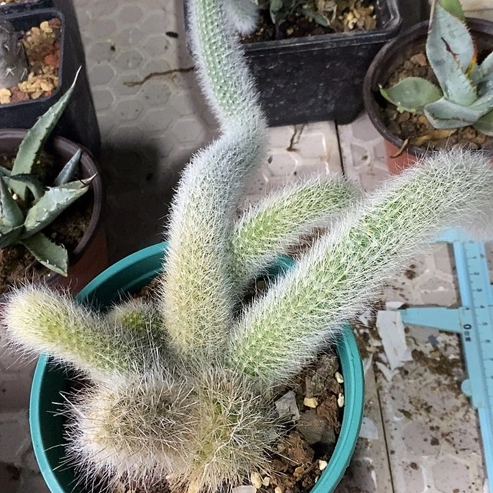 完美主义者勿拍猴尾柱122781