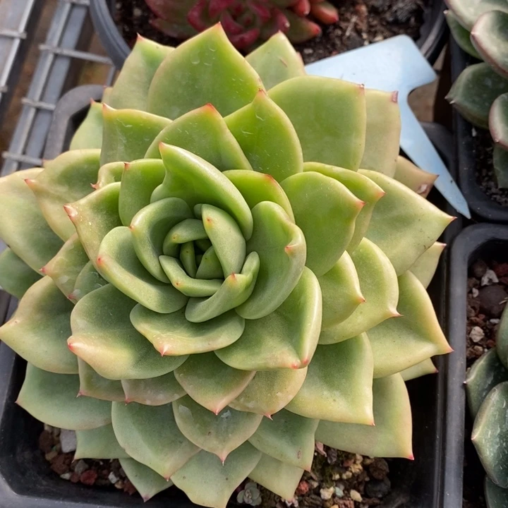D607- 直播福利 灵狗