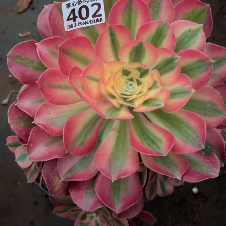 402粉女巫手捧掌心多肉法师锦