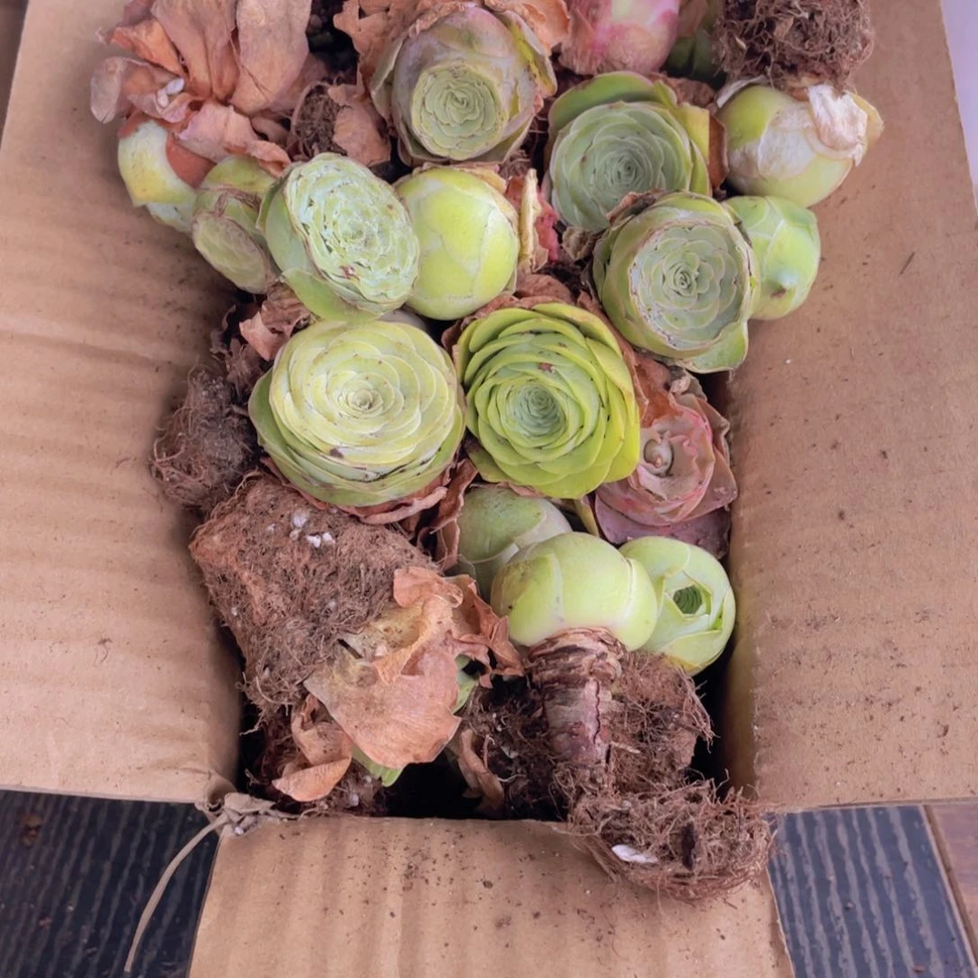 保底三十二颗量拍8888888