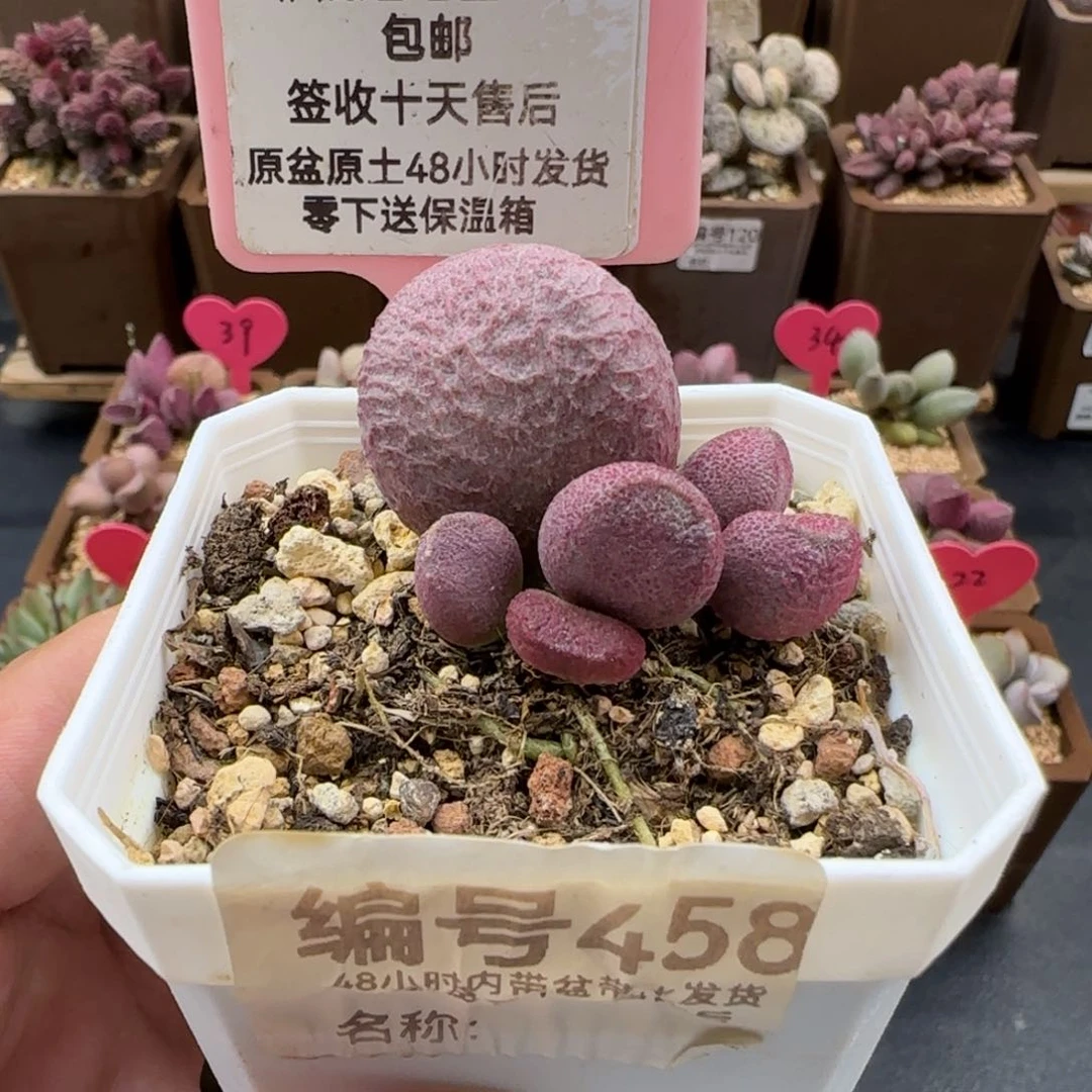 458红烧肉多肉植物
