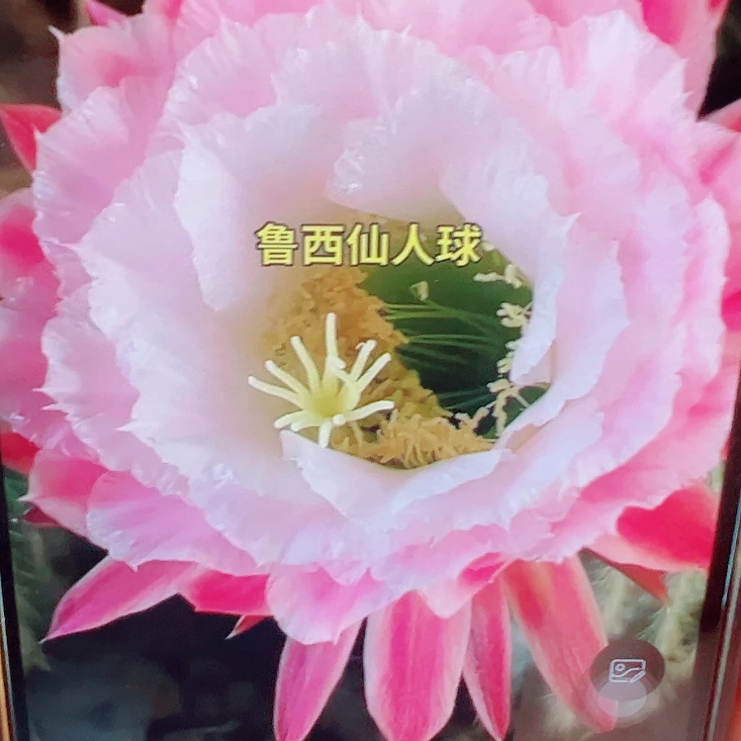 毛花柱 白雪公主 侧芽 满20包邮