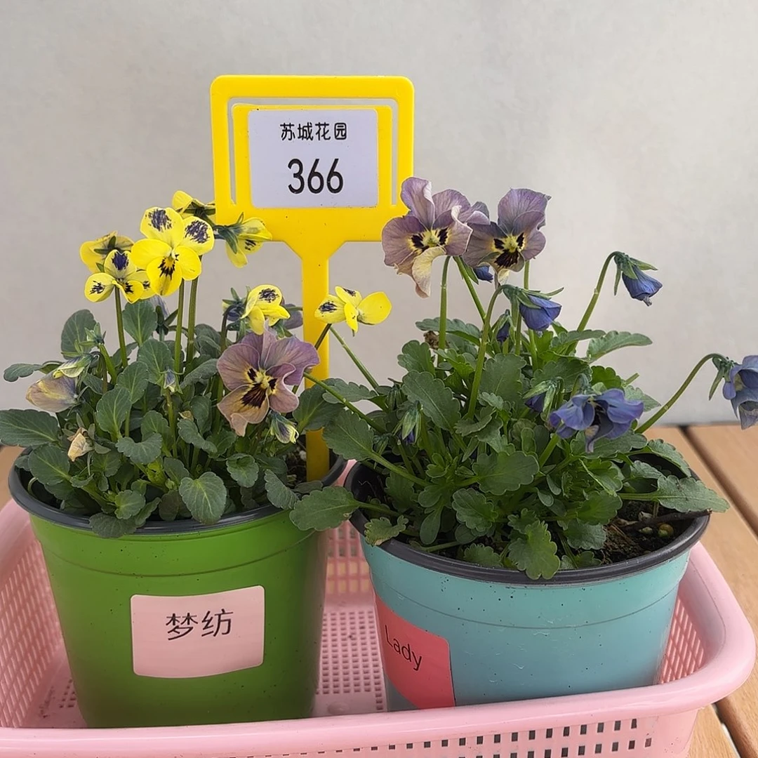 大部分开放少量花苞366