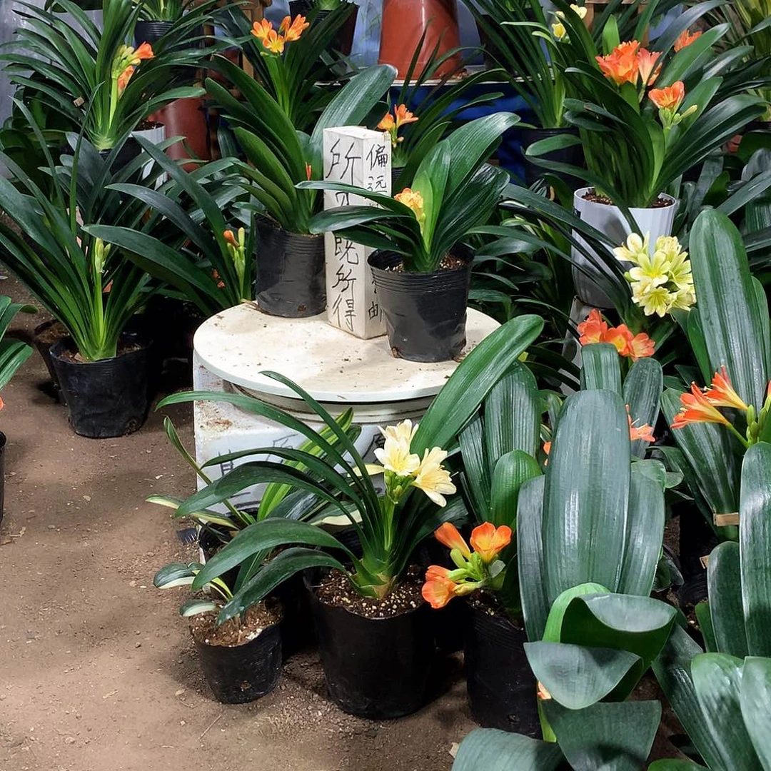 带花原盆原土发货