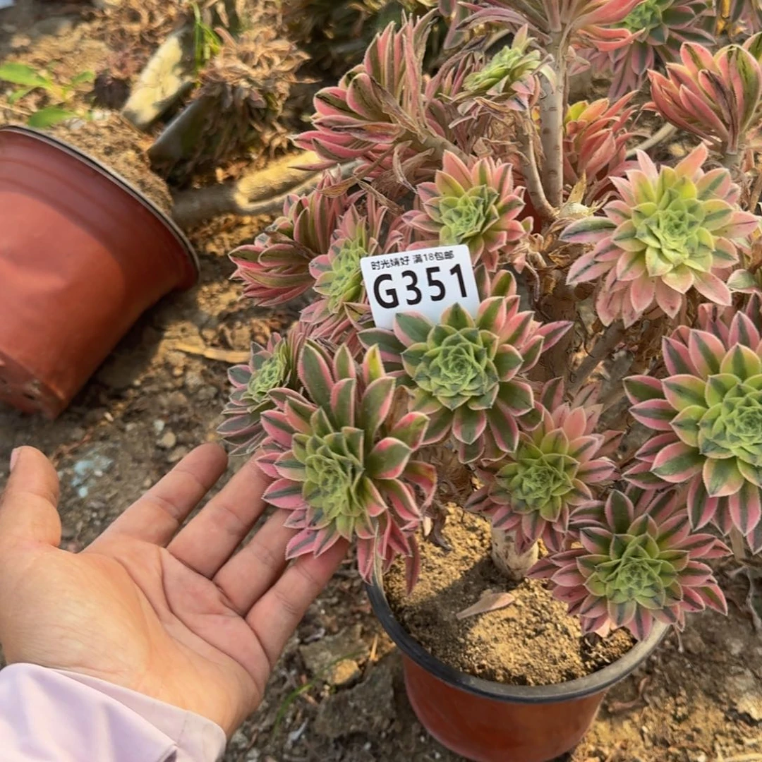 351夕颜。多肉 特价
