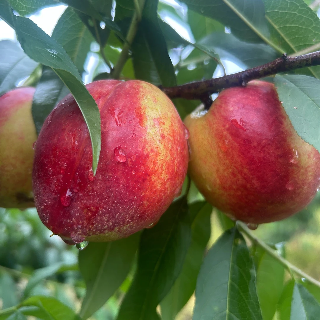 【湖南特产早油黄桃】新鲜采摘 现采现发5斤包邮