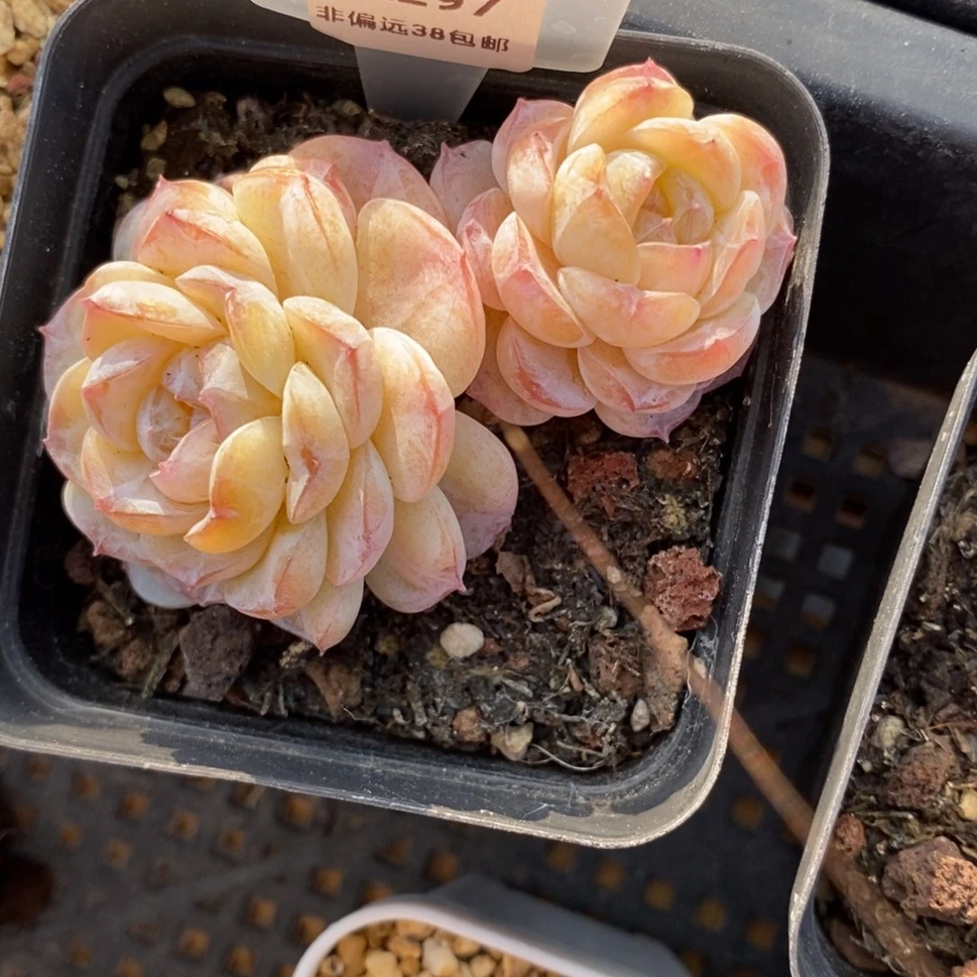 平****?297东篱下多肉植物盆栽