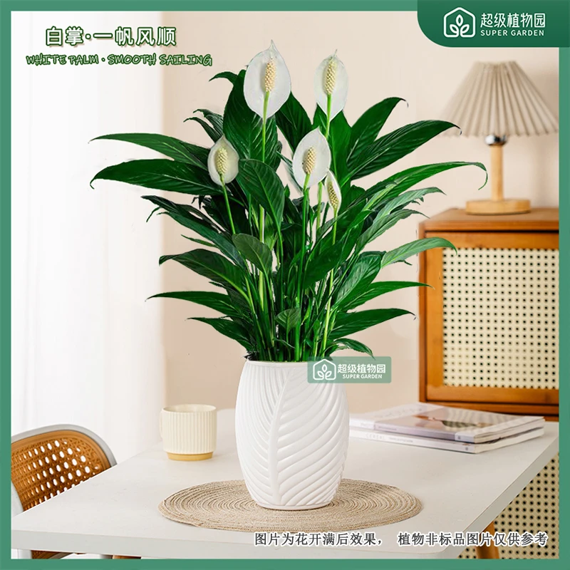 白掌水土培绿植盆栽室内办公室好养四季开花盆栽