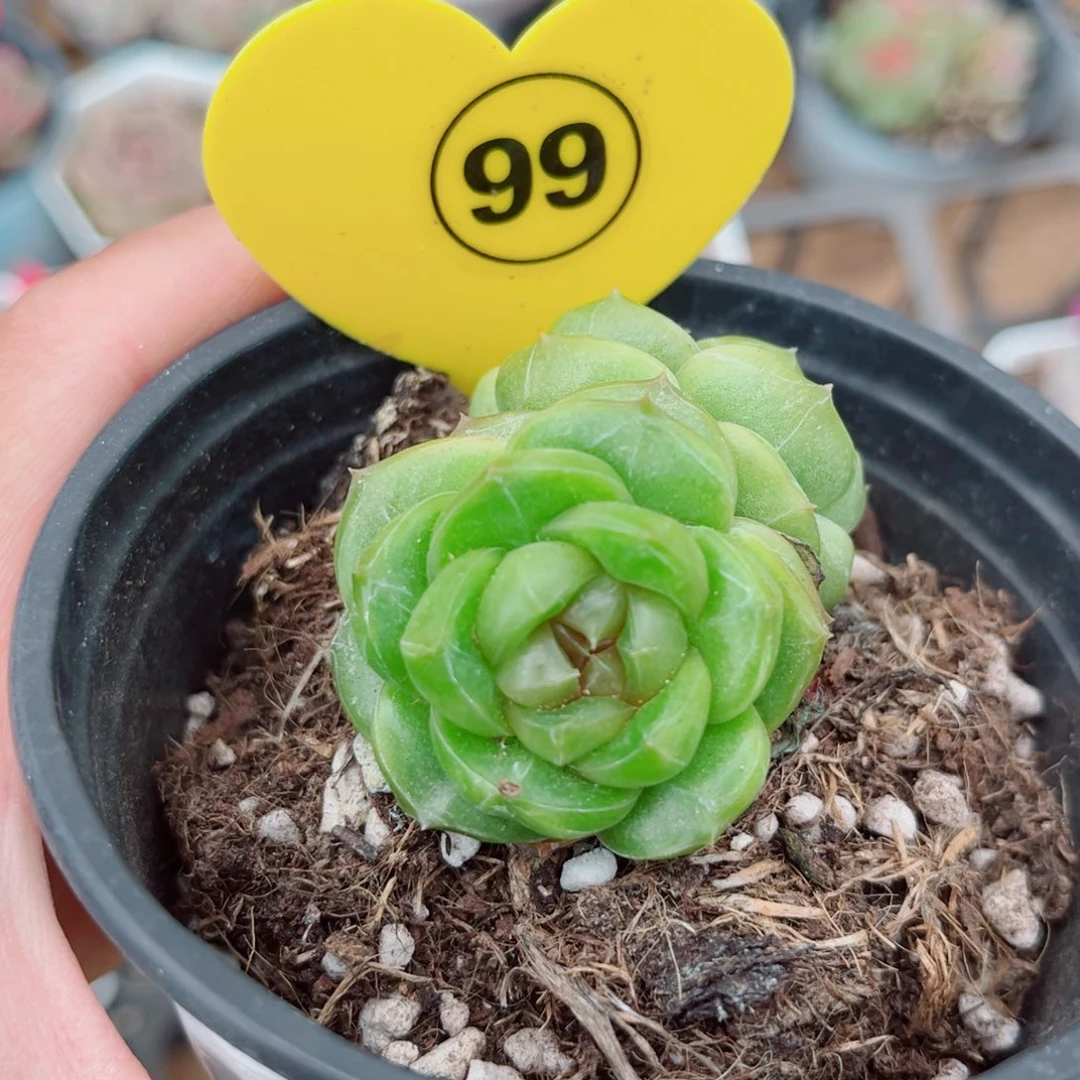 风靡园艺新品珍妮双头