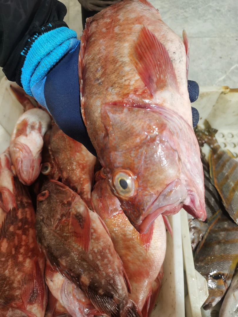 深海大十九公老虎鱼四斤省外冻发