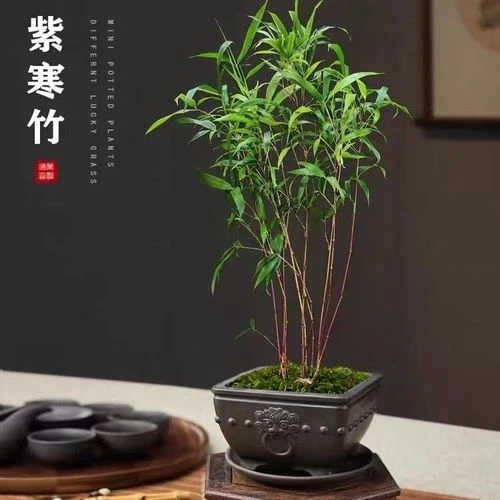 紫寒竹红寒竹一物一拍，室内竹子绿植盆栽，轻奢精品竹子盆栽