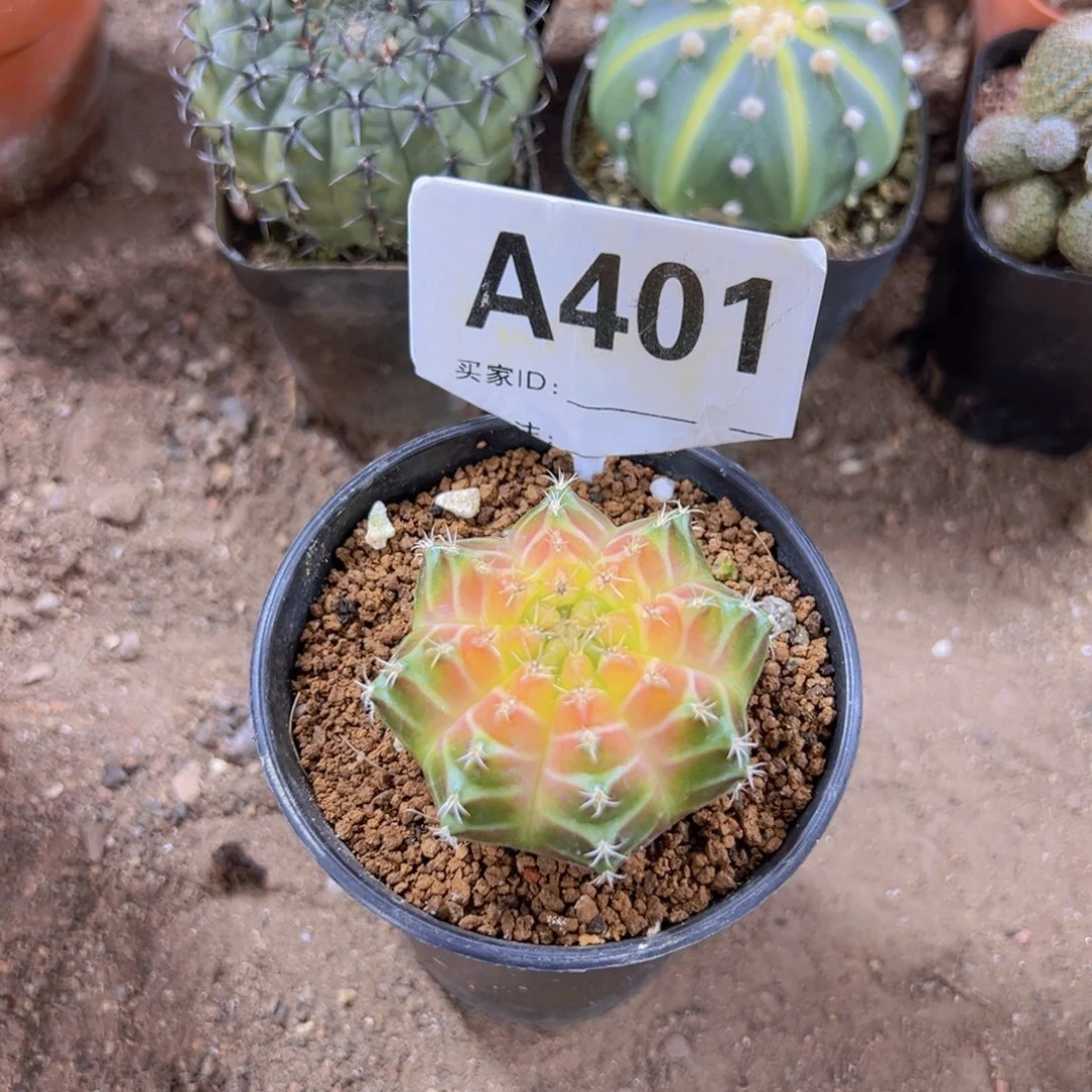 我是一言不合就发疯