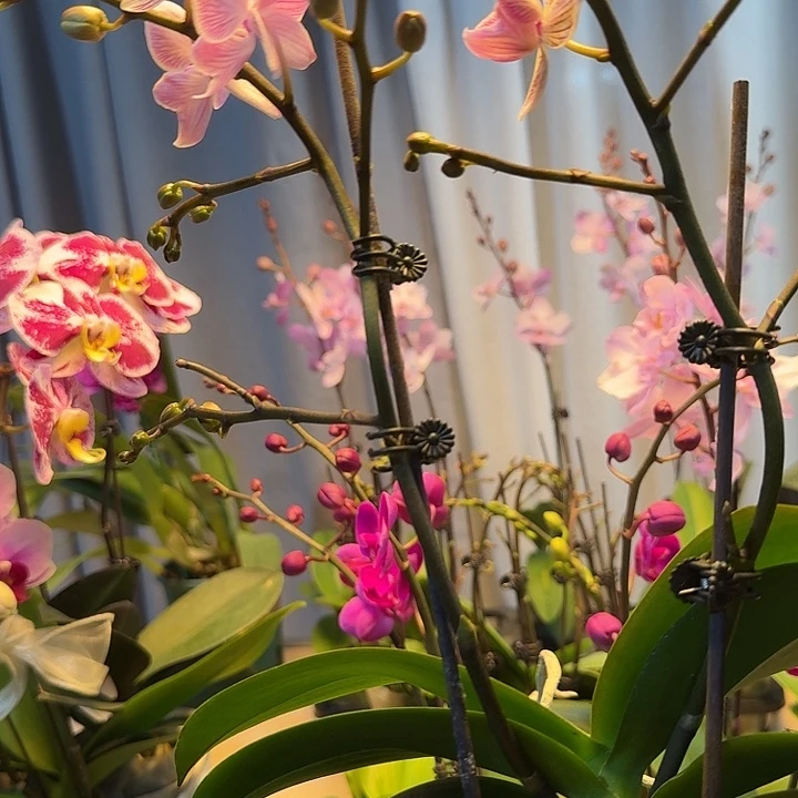 大部分开放少量花苞樱花