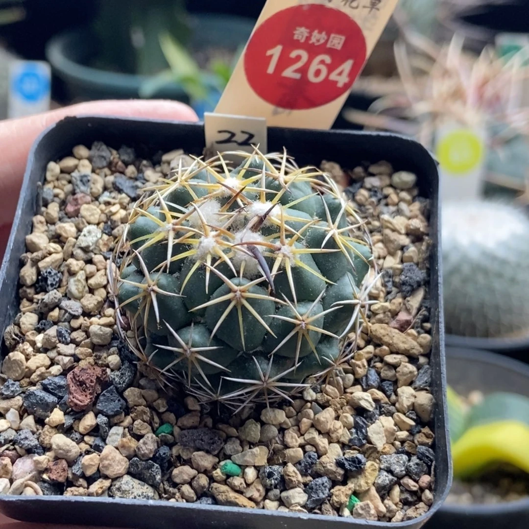 实生顶花一颗3.8cm