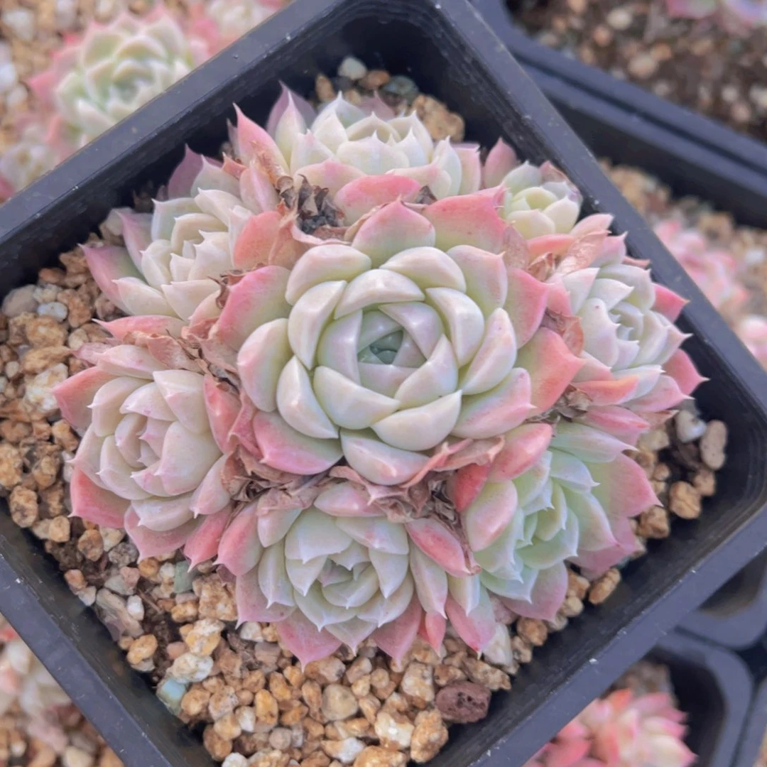 哈**嘻月影杂，多肉植物