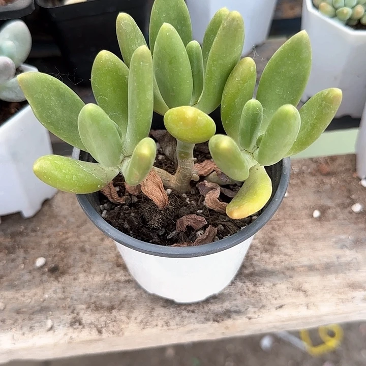 青蛙王子儿童牙膏111