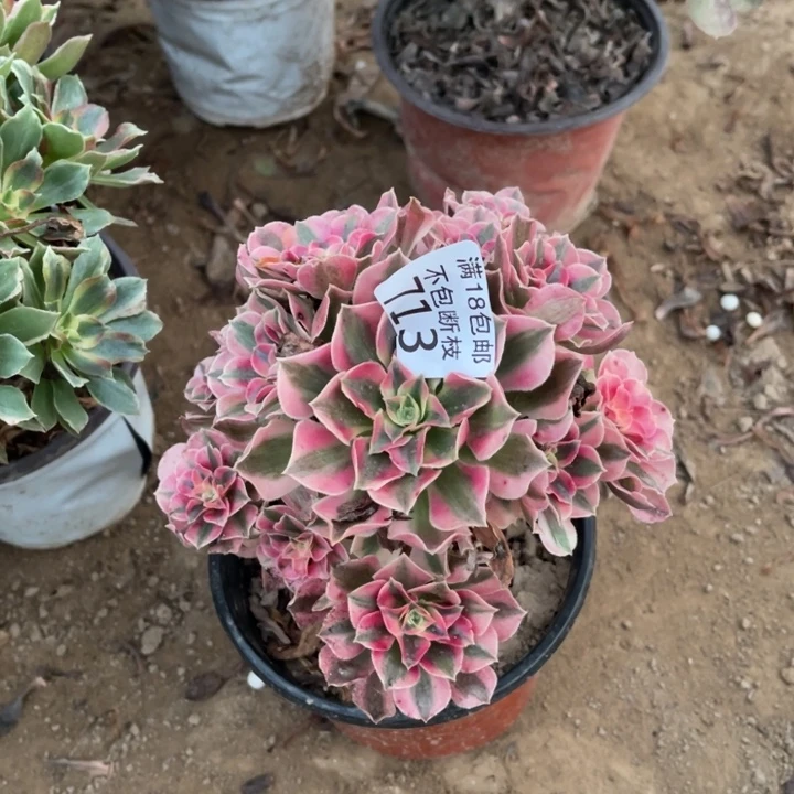 713粉女巫小妖桩1