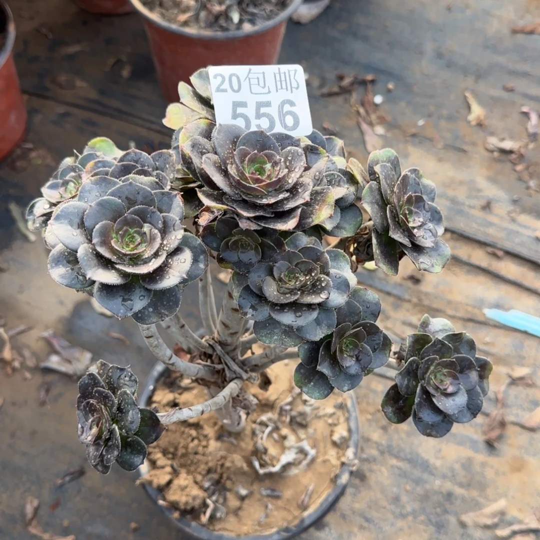 炫彩圆叶556满20包邮断枝不包