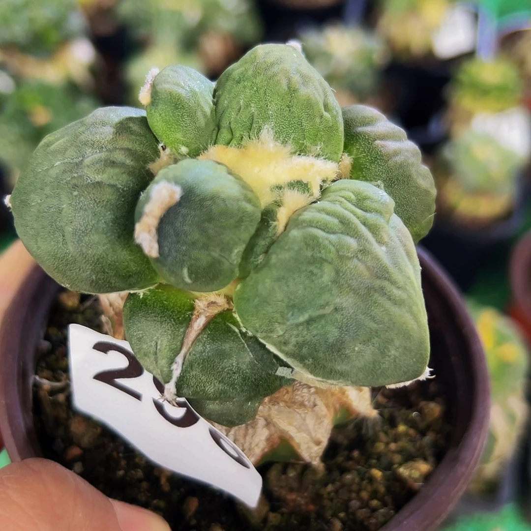 无花朵福利蛋尤怒涛牡丹298
