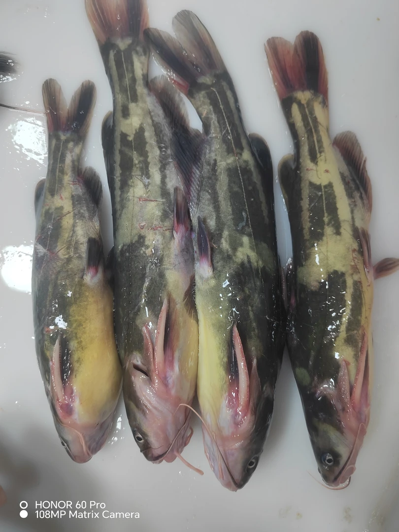 东北冷水野生嘎牙鱼6斤