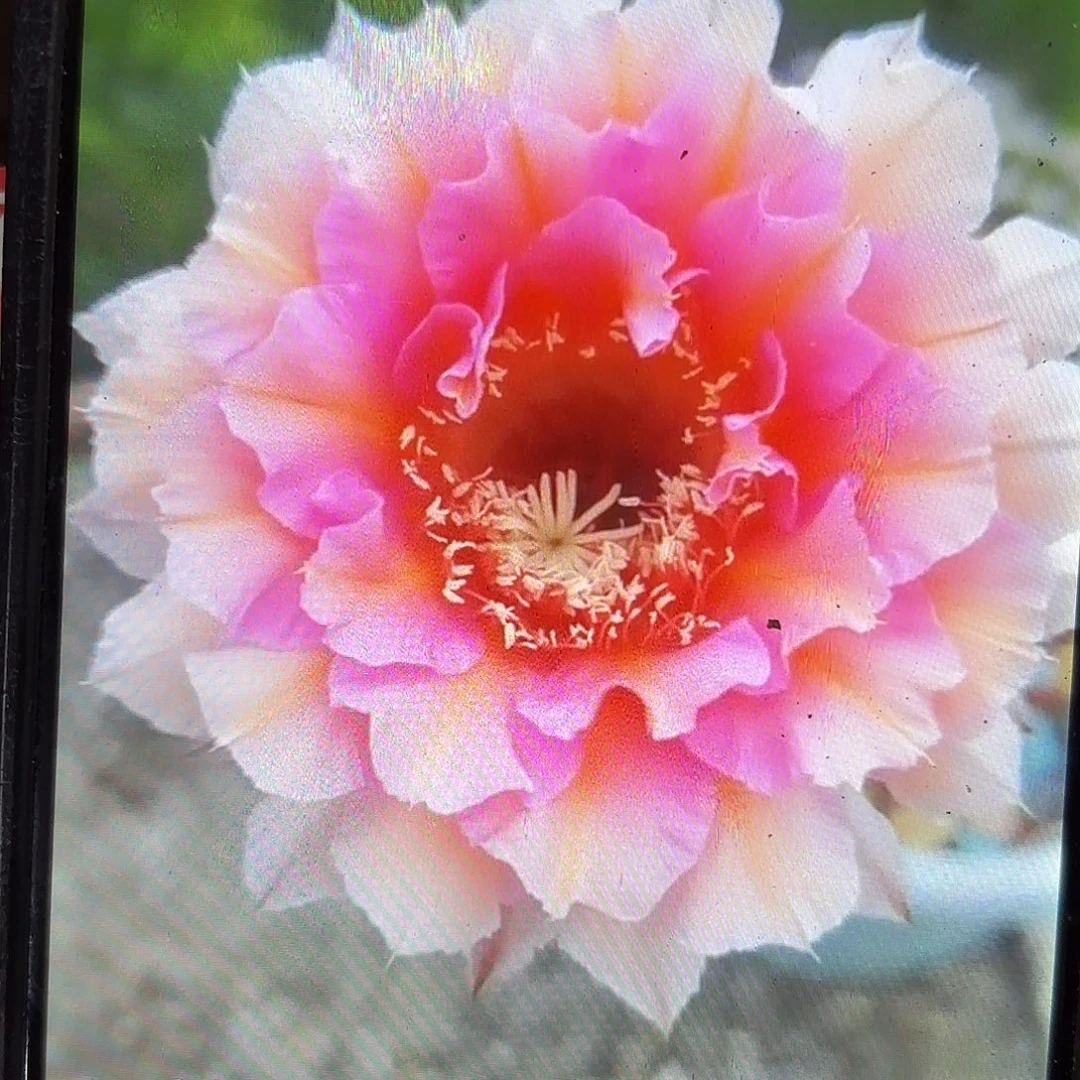 带根006彩20包邮仙人球瑕疵小小