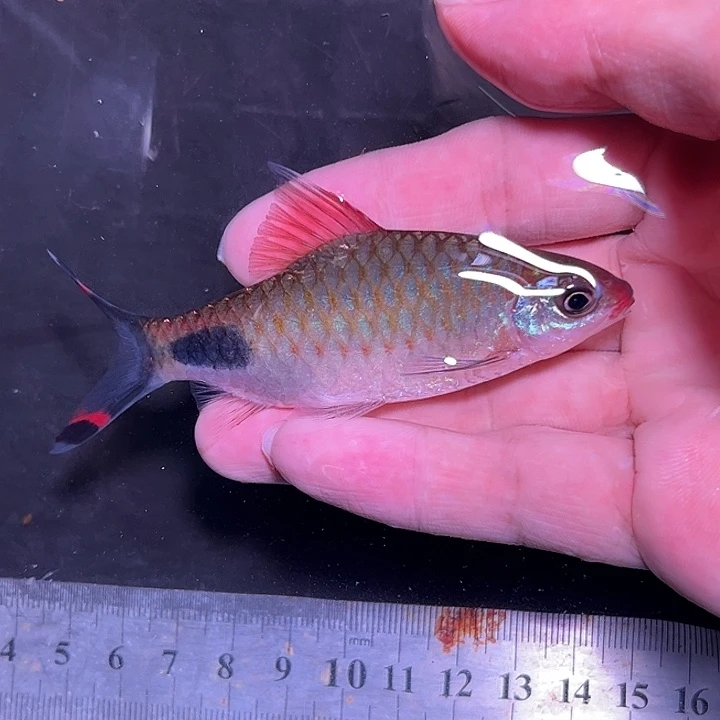海水鱼红线777777