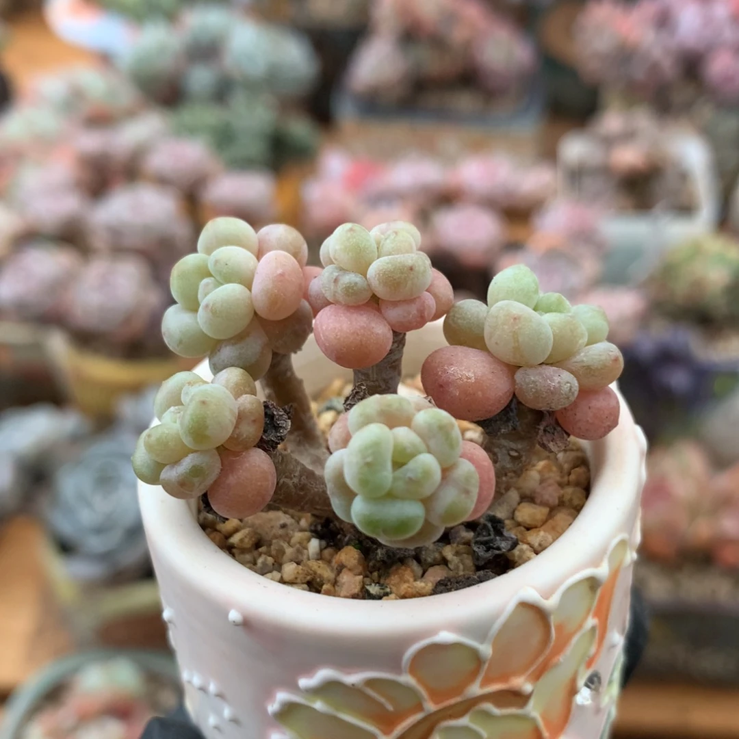 鱼子酱一物一拍 001