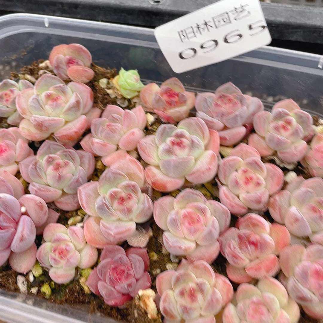 多肉植物多肉植物965
