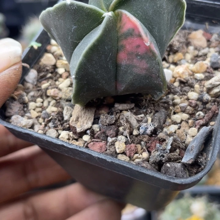 实生鸾凤玉锦一颗包邮